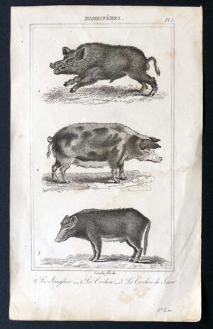 COUCHÉ, Louis François - Mammifères. 1. Le Sanglier - 2. Le Cochon - 3. Le Cochon de Siam