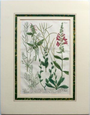 WEINMANN, Johann Wilhelm - N. 470. DRABA ALBA MAGNO FLORE, Drave Grande. - Draba alba siliquosa. - Draba siliquosa major. - Draba larifolia flore purpureo. - Draba siliquosa minima arvensis. - Dracocephalon Americanum persici folio flore purpureo. - Dracocephalon affinis Americana trifoliata Terebinthini odore.